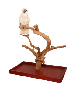 Java Tabletop Tree - Large - Natural Hardwood Parrot Stand